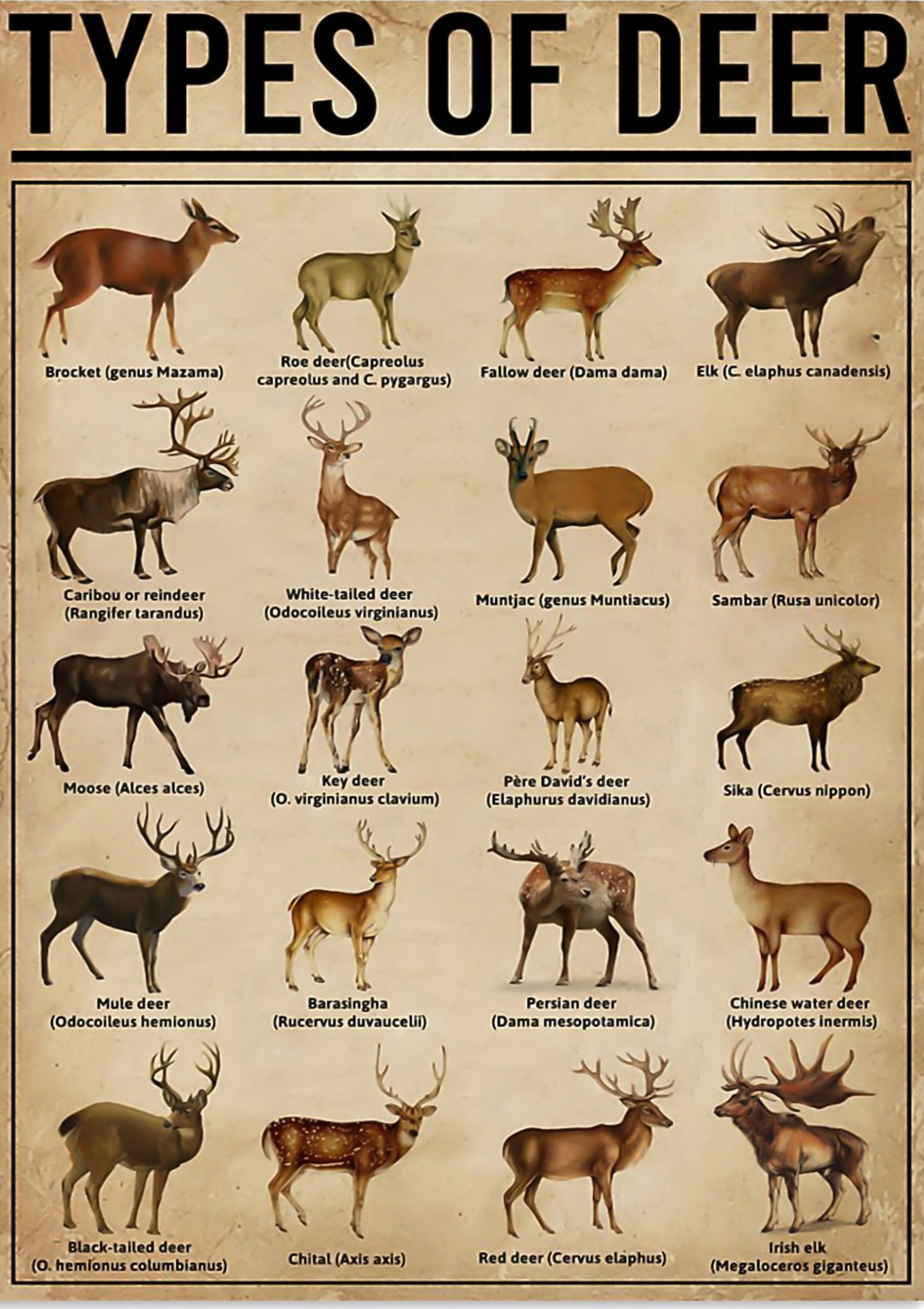 Types Of Deer Poster 1 Types Of Deer Poster