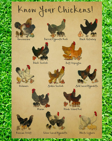 Know your chickens poster