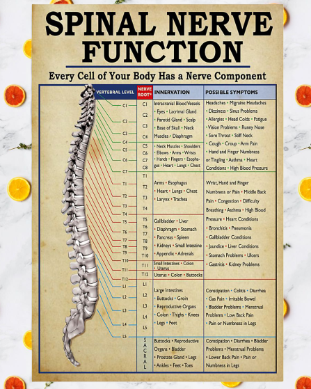 Physical Therapy Spinal Nerve Function Poster