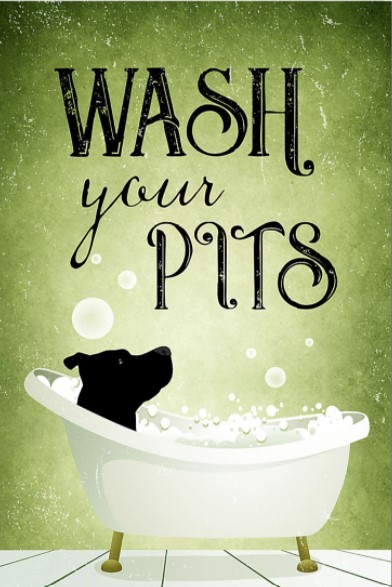 Pitbull dogs Wash your pits poster
