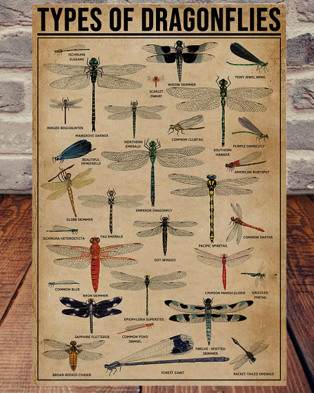 Types Of Dragonflies poster
