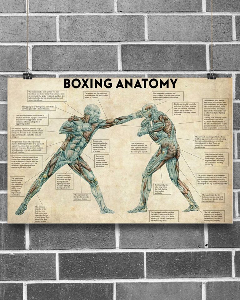 Boxing Anatomy Horizontal Poster 1