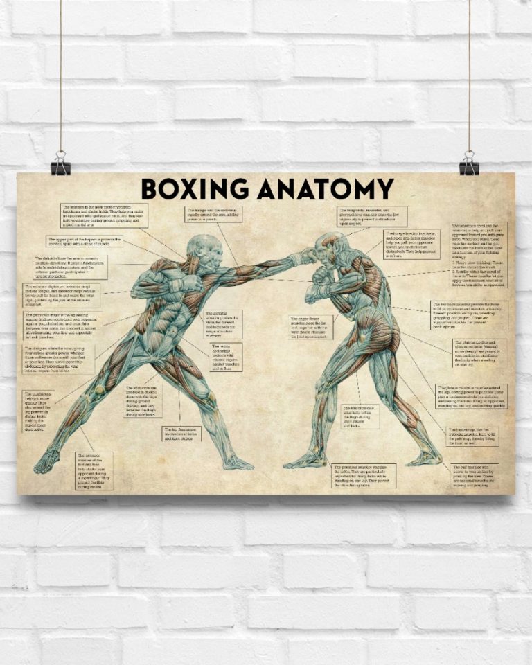 Boxing Anatomy Horizontal Poster 3